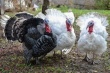 Мясо индейки удмуртского производства появится на прилавках в феврале