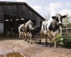 На приобретение коров для фермы потребуется 22% совокупных инвестиций