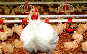 В Саратове собираются восстановить Елшанскую птицефабрику