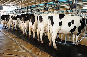 В 2015 году в Белгородской области начнётся строительство двух крупных молочно-товарных ферм
