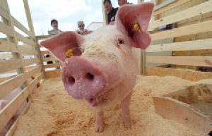 Обзор украинского свиного рынка: «Оттепель» продолжается