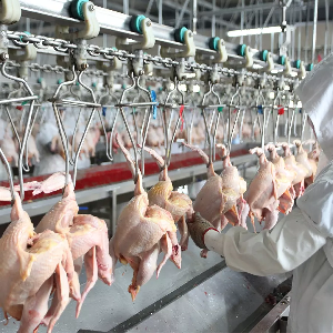 ООО «Камчатпищепром» увеличит производство охлаждённого мяса птицы ООО «Камчатпищепром» увеличит производство охлаждённого мяса птицы