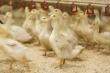 Ферму по выращиванию французской утки построили на Ставрополье