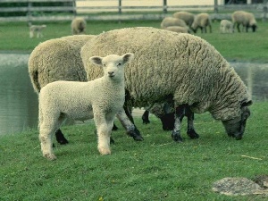 В Волгоградской области отбирают лучших овец для участия в сельхозвыставке