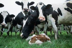 Компания «Русское поле» закупила 314 коров голштино-фризской породы