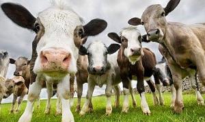 Кормовая добавка из камчатского краба улучшает воспроизводительную функцию коров — ученые