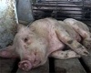 О двух новых вспышках африканской чумы свиней на Кубани