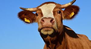 Инспекторы Еврокомиссии прибыли в Польшу из-за экспорта мяса больных коров