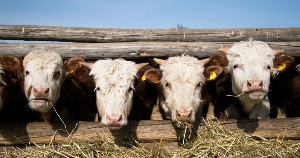 В Бурятии началась бонитировка крупного рогатого скота мясных пород 