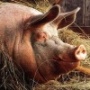 «Агроресурс-Воронеж» – структура «Черкизово» – застраховал своих свиней от возгорания и затопления