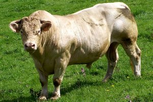 Слишком габаритные коровы стали проблемой в Швейцарии