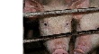 Производители свинины в РФ единственные в отрасли в 2012 г снизили цены