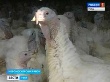 В Тульской области растёт потребление мяса индейки В Тульской области растёт потребление мяса индейки