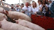 Томский агрохолдинг отгрузил первую продукцию свинины в Бурятии