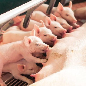 На Урале ветеринары нашли способ повысить иммунитет свиней На Урале ветеринары нашли способ повысить иммунитет свиней