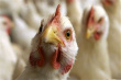 Продукция приморских птицефабрик будет экспортироваться в Сингапур