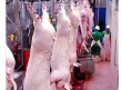 Липецкий мясокомбинат «Албиф» осваивает производство свинины