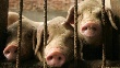 На племзаводе «Заволжское» ликвидировали более 20 тысяч свиней