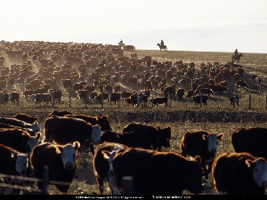 США: Скотоводы уверены в росте поголовья КРС