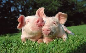 Huawei теперь разводит свиней, и это не шутка