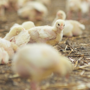 Прибыль птицефабрики «Сеймовская» в 2025 году упала более чем в 20 раз