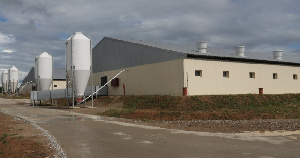 Фермы ООО «Прибалтийская мясная компания три» приняли свиней-индикаторов