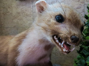 В двух районах Алтая ввели карантин из-за бешенства и трихинеллеза