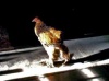 Птицеводы Челябинской области планируют инвестировать полтора миллиарда рублей в родительские стада
