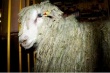Астраханские племзаводчики пытаются сохранить породу овец, которых селекционеры выводили 50 лет