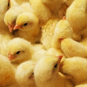 «ПРОДО Тюменский бройлер» повышает сохранность стада птицы