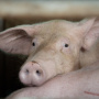 Голландский производитель мяса Vion закрывает завод в Германии из-за АЧС