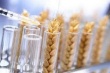  В отечественных и импортных кормах для животных выявлено ГМО 