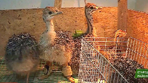 Страусиная ферма в Брянской области получила грант «Агростартап»