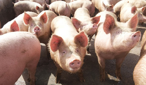 Китай вводит в эксплуатацию три крупных свинокомплекса в Аргентине