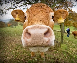 Курганская область налаживает сотрудничество с Уругваем