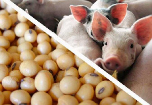 Спрос на сою в Китае восстанавливается на фоне роста поголовья свиней