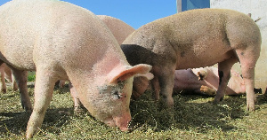 Эпизоотическую ситуацию по АЧС обсудили в Саратовской области