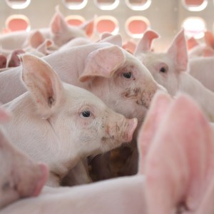 Пермский свинокомплекс начал рассчитываться по долгам за энергоресурсы