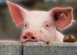 Харьковские фермеры стали выращивать больше свиней