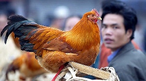 На Тайване выявлены причины птичьего гриппа