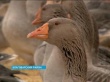 В Башкирии выведена и запатентована новая порода гусей