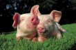 В Китае разработана тройная вакцина для свиней