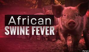Во Вьетнаме из-за вспышки АЧС уничтожили 1,2 млн свиней