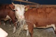 Зимовка скота в Оренбужье пройдет без дефицита кормов