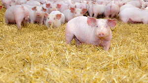 Производство свиней за январь-апрель 2021 года увеличилось на 2,1%