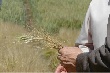 Аграриев заставят страховать свиней от АЧС, а посевы от засухи
