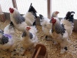 В январе-апреле Россия увеличила производство мяса птицы на 10% - Минсельхоз