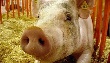 Россельхознадзор знает, как предотвратить новые вспышки чумы свиней в Волгоградской области
