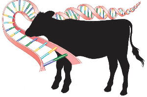 У племенных животных-производителей в ЕАЭС будут генетические сертификаты