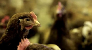 Карантин по птичьему гриппу введен на ростовской птицефабрике